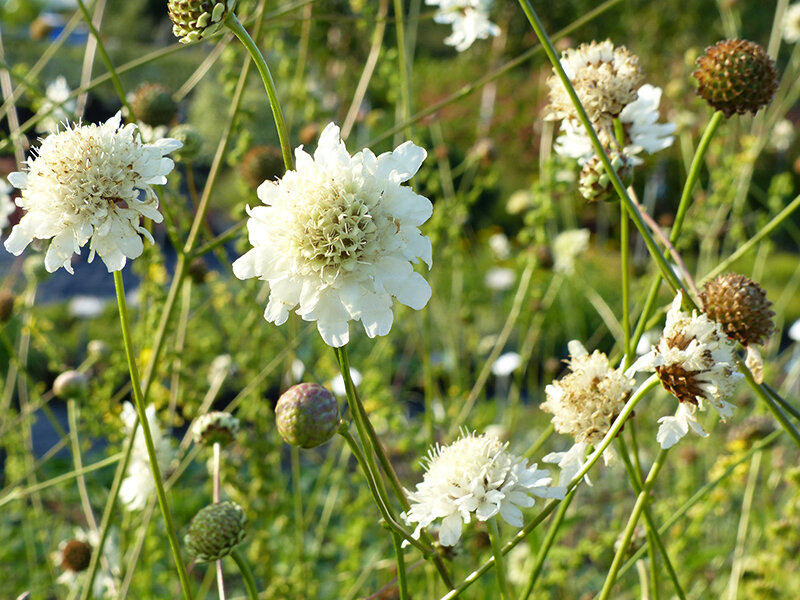 Cephalaria radiata (leucantha)