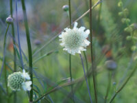 Cephalaria flava