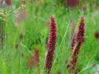 Echium russicum