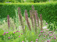 Echium russicum