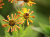 Helenium Hybr. Loysder Wieck