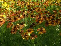 Helenium Hybr. Loysder Wieck