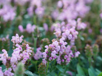 Prunella grandiflora Loveliness Pink