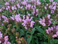 Prunella grandiflora Loveliness Pink