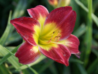 Hemerocallis Hybr. Cristmas Is