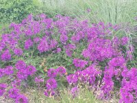 Verbena canadensis Homestad Purple