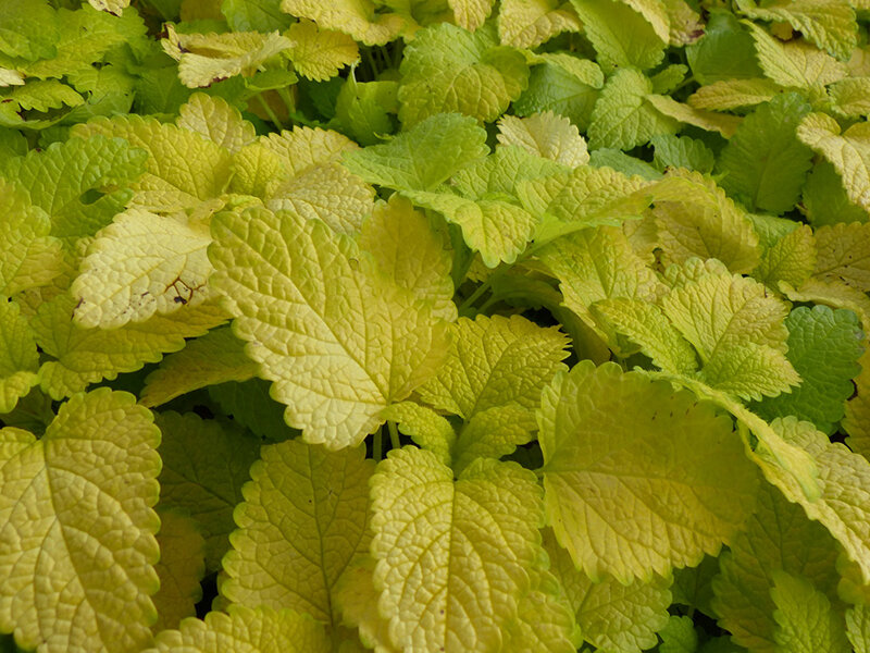 Melissa officinalis Gold Leaf