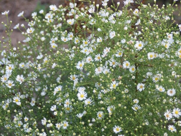 Aster (Symphyotrichum) pilosus var. pilosus