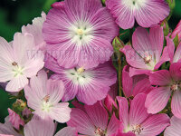 Sidalcea malviflora Starks Hybrids