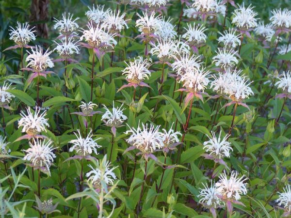 Monarda austroappalachiana Ocoee River Gorge