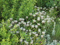 Monarda austroappalachiana Ocoee River Gorge