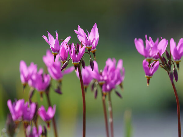 Dodecatheon meadia