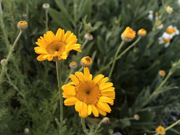 Anthemis tinctoria Kelwayi