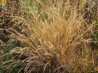 Bouteloua curtipendula Ice Age Trail Cross Plains,...