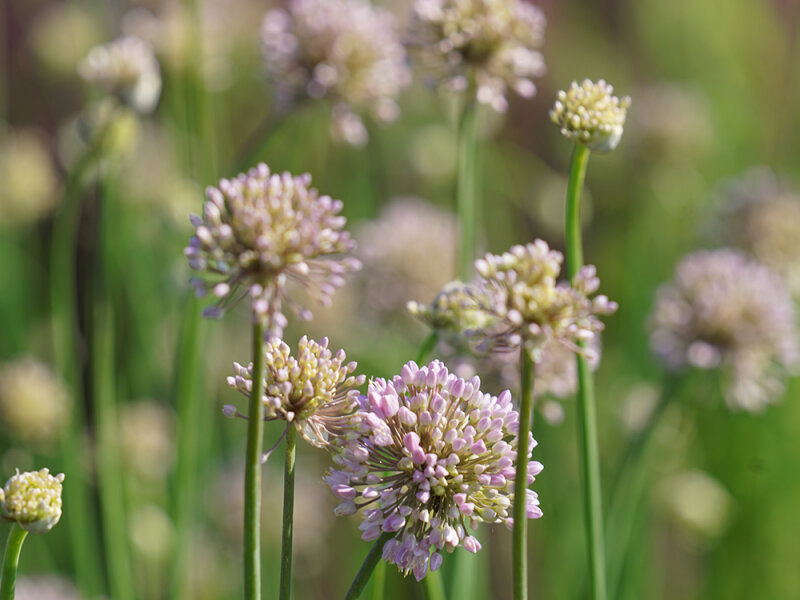 Allium senescens Pink Planet