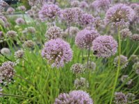 Allium senescens Pink Planet