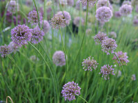 Allium senescens Pink Planet
