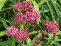 Asclepias incarnata