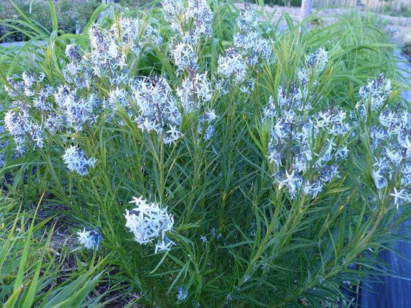 Amsonia Hybr. (tabernae-montana x hubrichtii) Halfway to Arkansas