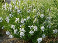 Amsonia Hybr. (tabernae-montana x hubrichtii) Halfway to...