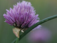 Allium schoenoprasum Diva