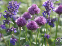 Allium schoenoprasum Diva