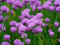 Allium schoenoprasum Diva