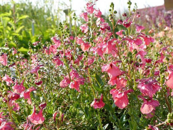 Diascia barberae Ruby Field