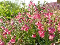 Diascia barberae Ruby Field