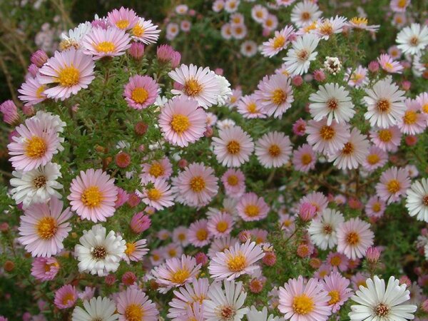 Aster (Symphyotrichum) x amethystinus Kylie