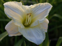 Hemerocallis Hybr. White Temptation P1