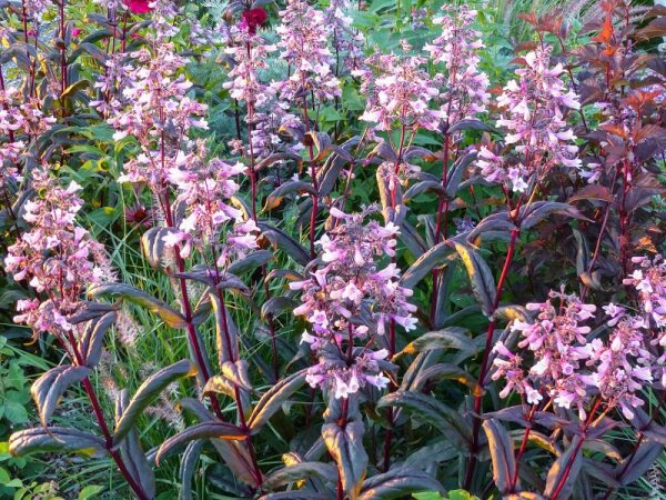 Penstemon digitalis Dark Towers