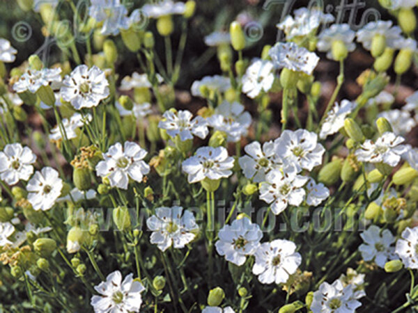 Silene uniflora (maritima) Weißkelchen