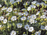 Silene uniflora (maritima) Weißkehlchen