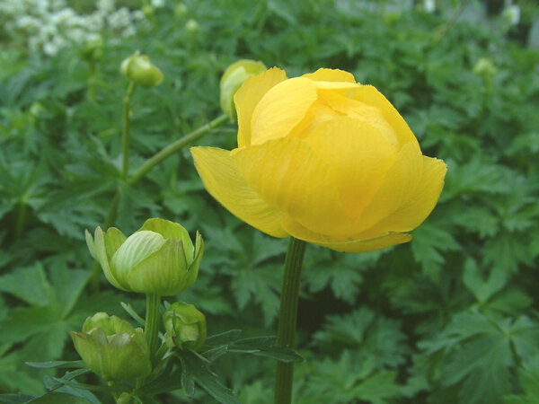 Trollius europaeus