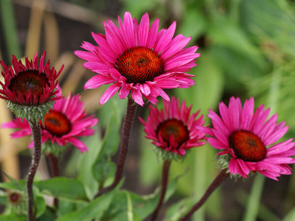 Echinacea purpurea Fatal Attraction ® P1