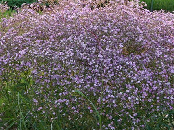 Gypsophila paniculata Flamingo