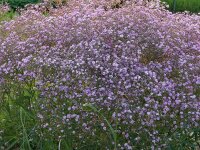 Gypsophila paniculata Flamingo