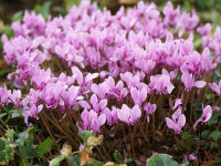Cyclamen hederifolium Rosenteppich