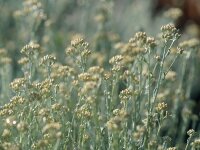 Helichrysum italicum P1