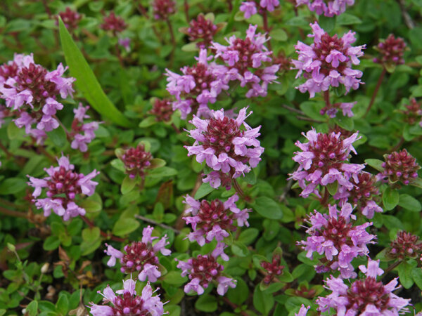 Thymus pulegioides