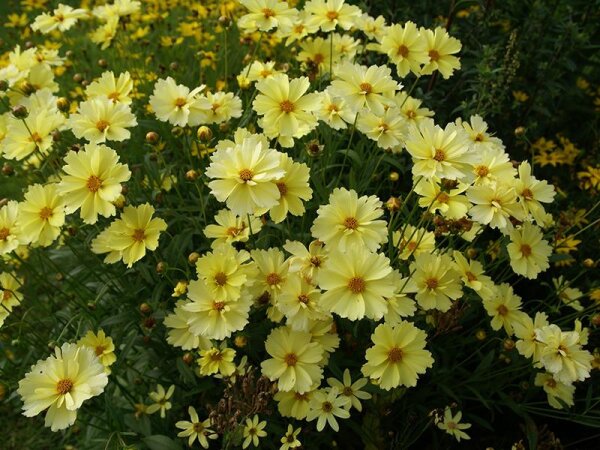 Coreopsis Hybr. Full Moon®