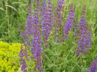 Salvia deserta