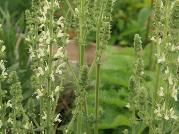 Salvia austriaca