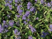 Caryopteris x clandonensis Heavenly Blue