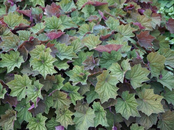 Heuchera villosa Brownies ®