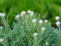 Centaurea pulcherima