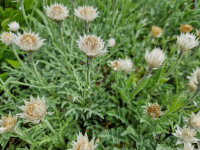 Centaurea pulcherima