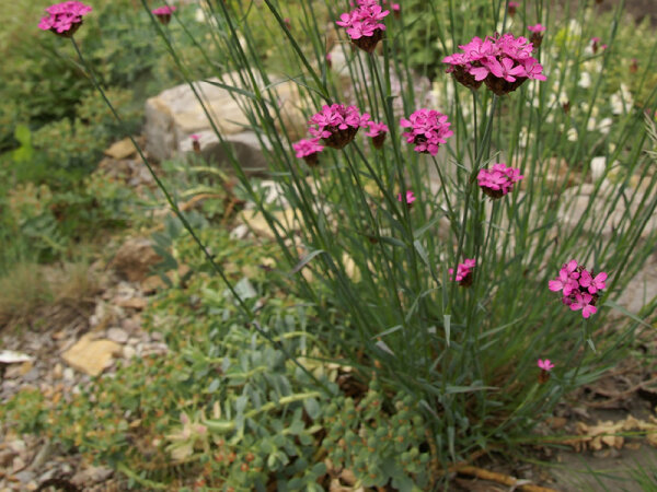 Dianthus pontederae