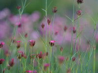 Dianthus pontederae